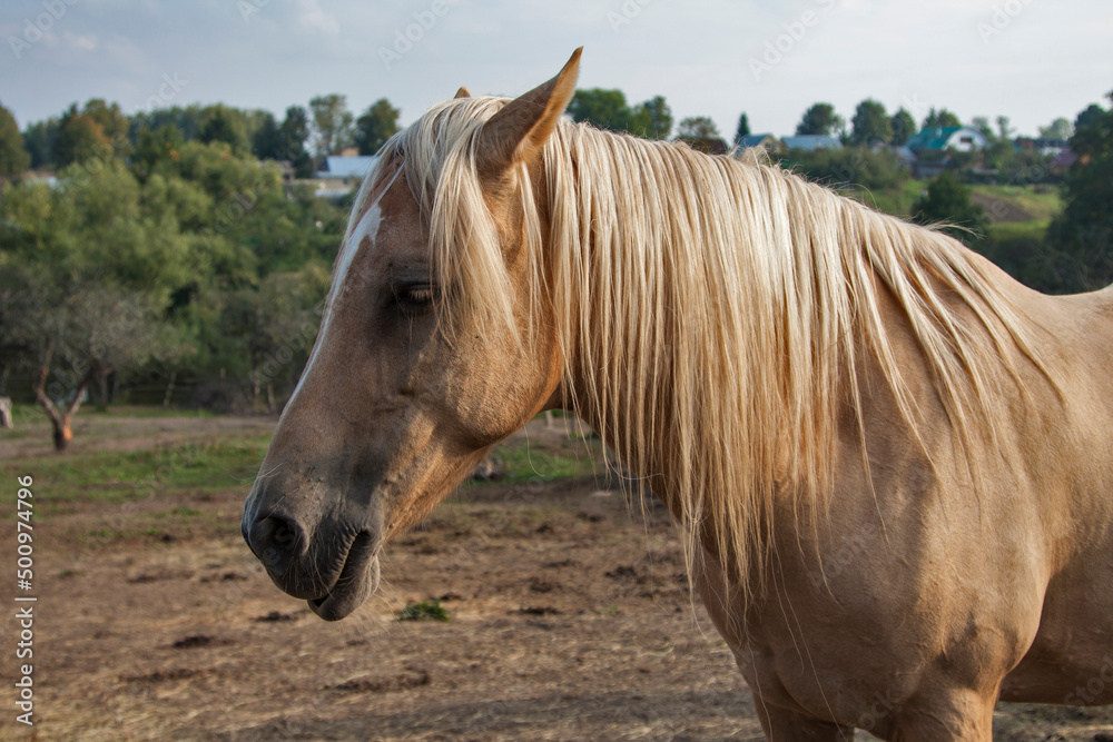 Obraz premium Russia - Tula - Yasnaya Polyana - Head of horse with blured rural background