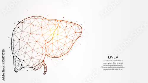 Abstract polygonal vector illustration of a human liver on a light background. Digestive gland, internal organ low poly design. Medical banner, template or background.