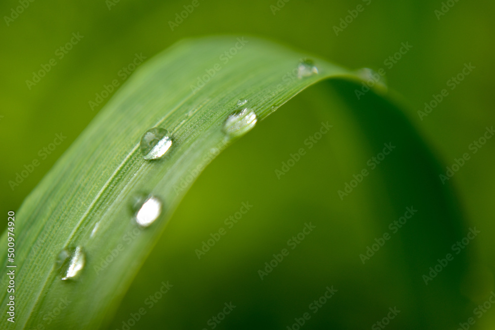 water droplets on a leaf water droplets on a leaf