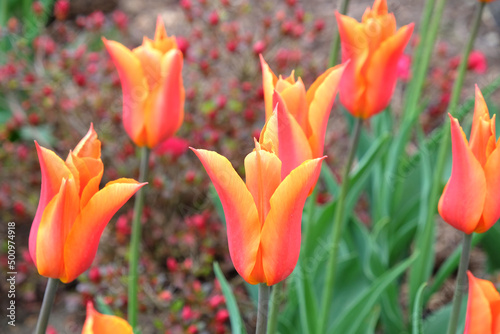 Lily flowered tulips ÔballerinaÕ in flower photo