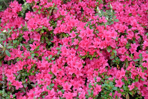 Pink Rhododendron Ôima-shojoÕ in flower