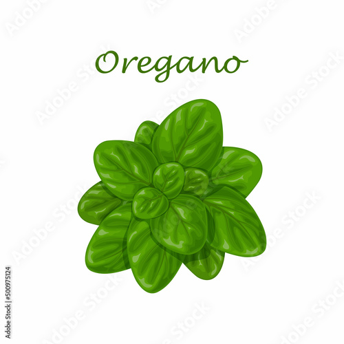 Oregano. Green oregano leaves. A fragrant herb for seasoning. Vector illustration isolated on a white background