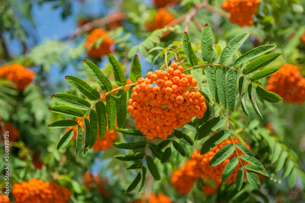 Ripe red-orange rowan berries close-up growing in clusters on the branches of a rowan tree Ripe red-orange rowan berries close-up growing in clusters on the branches of a rowan tree