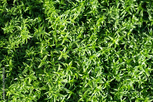 Full Frame Green plant Phlox subulate, leaves foliage nature background, top view. Fresh garden abstract foliage