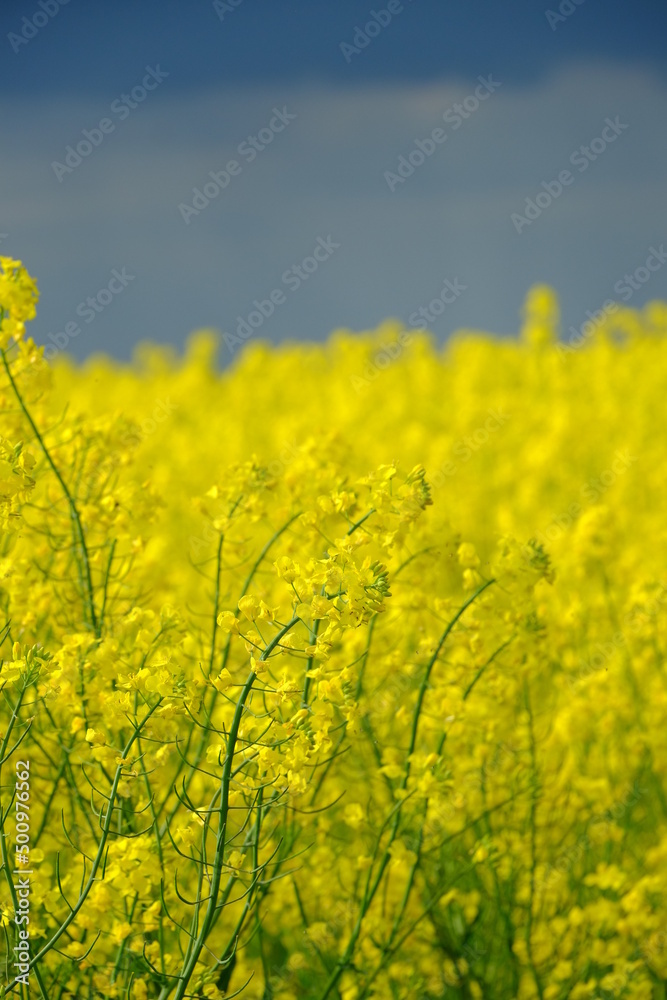 A field of rapeseed looking like the ukrainian flag. A field of rapeseed looking like the ukrainian flag.