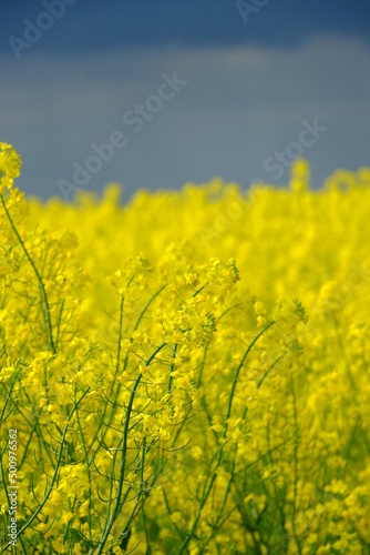 A field of rapeseed looking like the ukrainian flag.