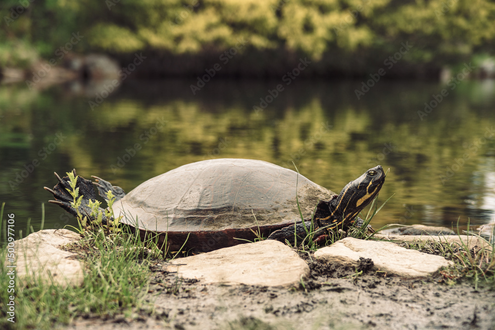Obraz premium Painted turtle, basking, pond, water, amphibious reptile, colorful