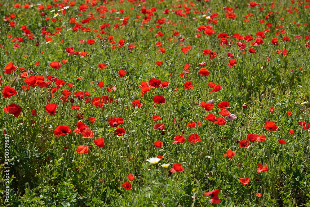 field of red poppies in Algarve, Portugal 