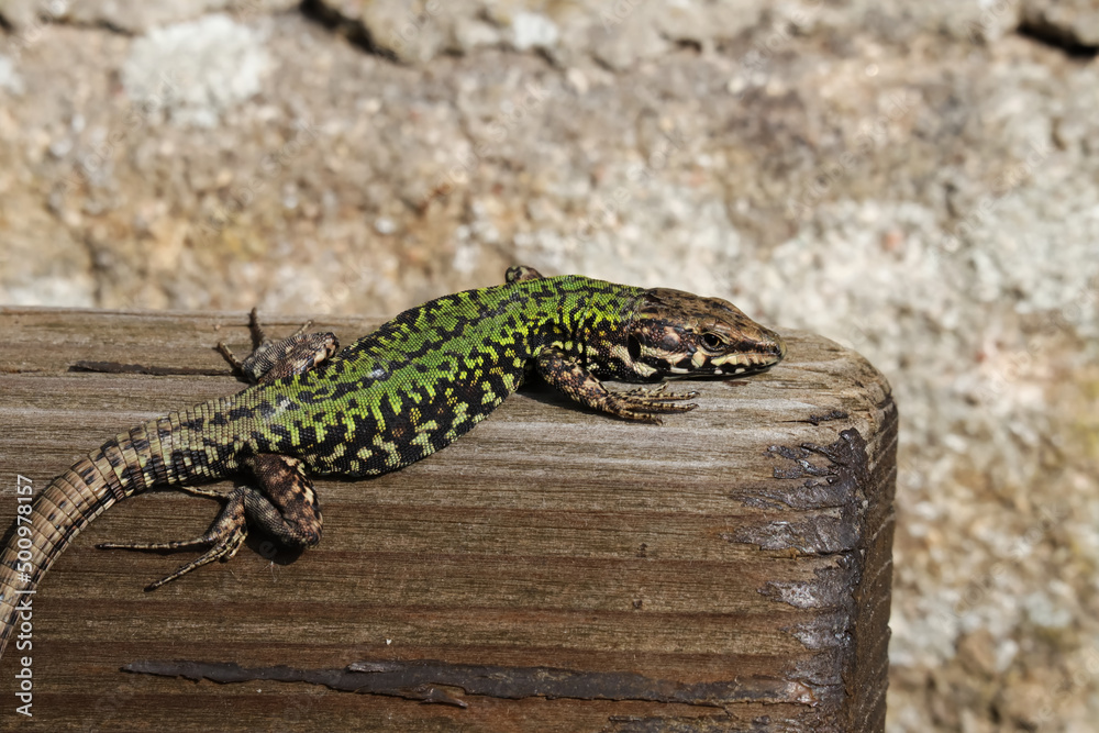 Fototapeta premium Echse, Eidechse, Reptil, Drache, Mauereidechse