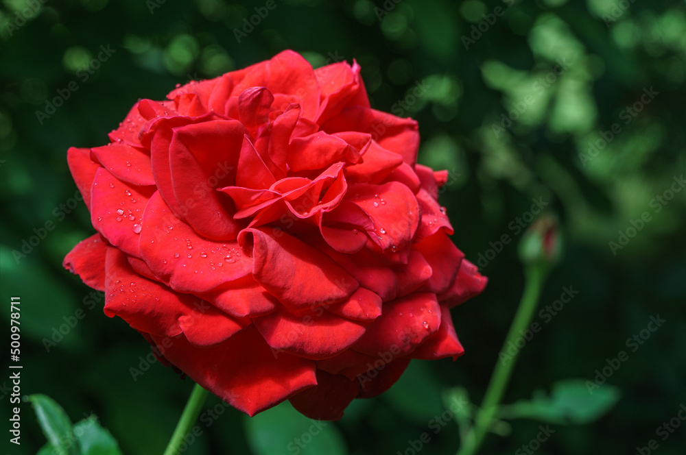 Selective close-up focus of beautiful big red purple rose in natural sunlight on dark green bokeh background. Flower rose landscape, fresh wallpaper, nature background concept Selective close-up focus of beautiful big red purple rose in natural sunlight on dark green bokeh background. Flower rose landscape, fresh wallpaper, nature background concept