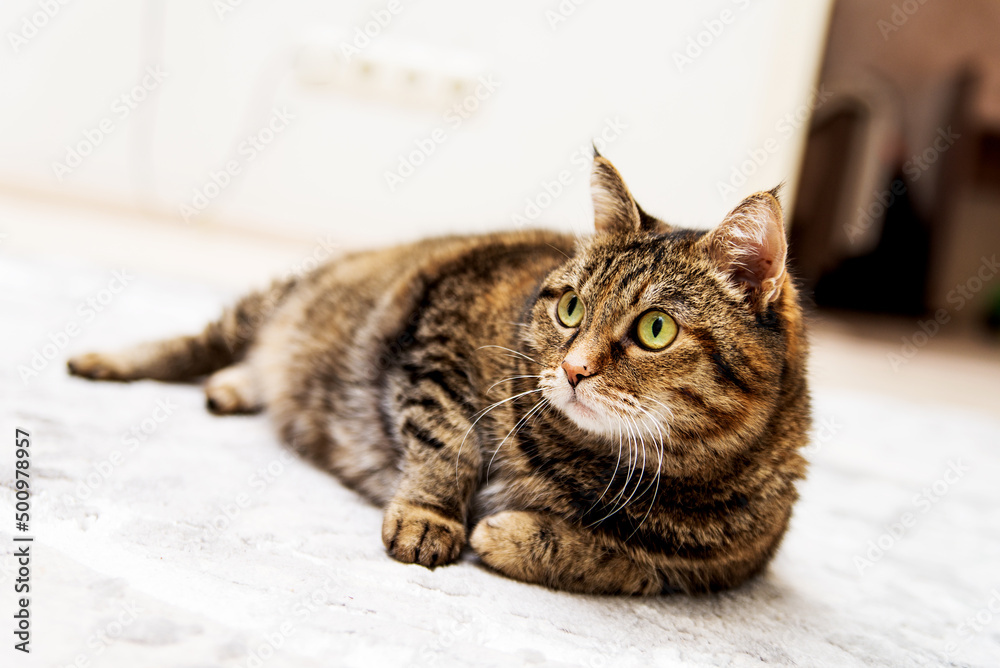 Overweight Tabby Cat lies on the white floor