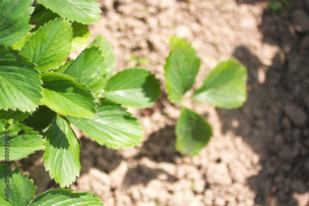 Fresh green strawberry leaves under a sunlight in a garden in a left side of the picture. Top view. Agriculture background with a free space for text
