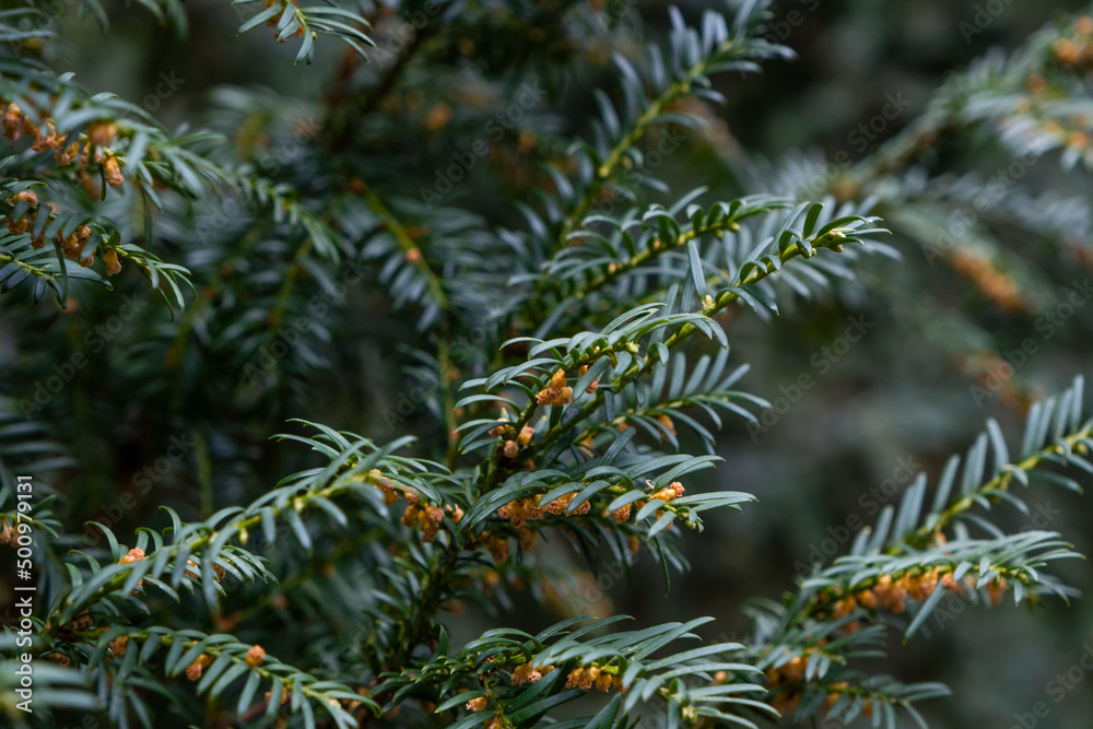 Yew dark green foliage and male flowers Yew dark green foliage and male flowers