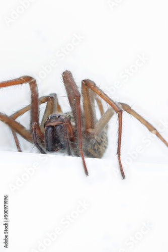 close up of a house angle spider