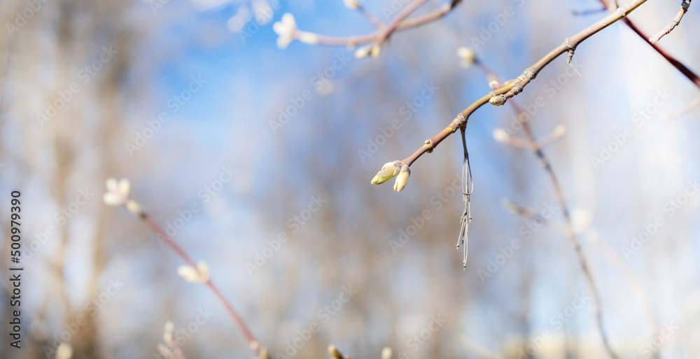 Close-up of a birch branch with young buds. The arrival of spring and warmth. The buds on the trees have blossomed. Cover for spring copyright.