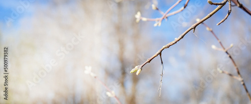 Close-up of a birch branch with young buds. The arrival of spring and warmth. The buds on the trees have blossomed. Cover for spring copyright.