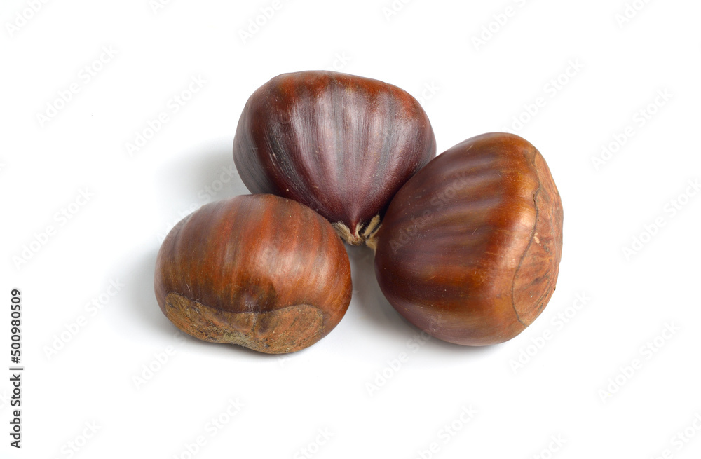 Castanea sativa, or sweet chestnut fruit. Isolated on white background. Castanea sativa, or sweet chestnut fruit. Isolated on white background.