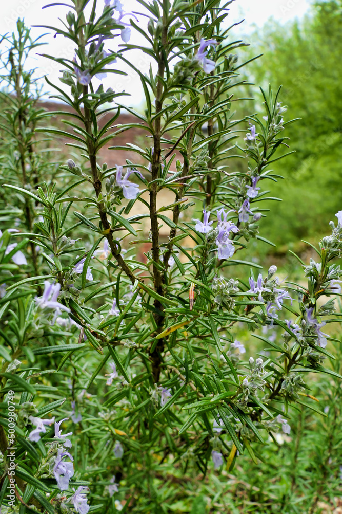 Close up of a flowering Rosemary herb (Salvia rosmarinus)