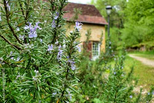 Close up of a flowering Rosemary herb (Salvia rosmarinus) with a French gite in the background  © plazaccameraman