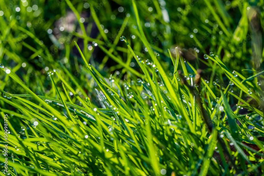 Obraz premium Bezaubernder Morgenstimmung auf einer Wiese. Die Nacht war frostig, eisig kalt: In der Sonne glitzern und funkeln tausende Wassertropfen als Morgentau auf Grashalmen. Eine schöne Makroaufnahme.