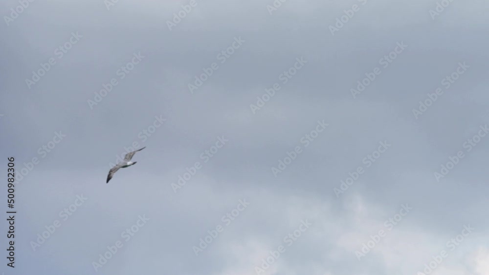 Seagull fly alone in cloudy sky in slow motion
Seagull fly alone in cloudy sky in slow motion