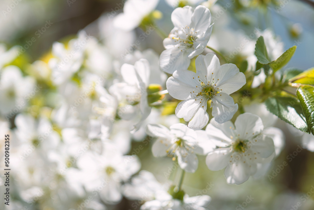 Beaitoful blooming prunus tree close up detail. Cherry orchard in spring