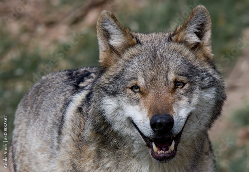 canis lupus, animal, sauvage, prédateur, faune, mammifère, chien, gris, gris, canidae, nature, fourrure, canis lupus, tête, coyote, carnassiers, portrait, visage, canis, jardin zoologique, neige, blan