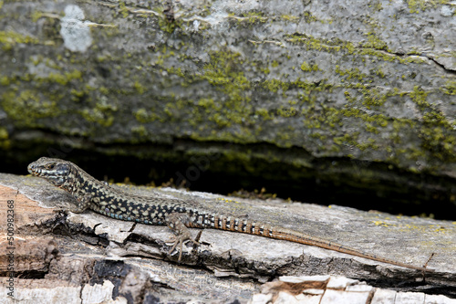 Lézard des montagnes