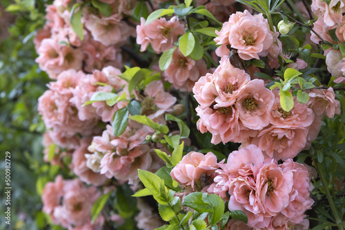 Fotografia Cognassier du Japon 'Flocon rose'
