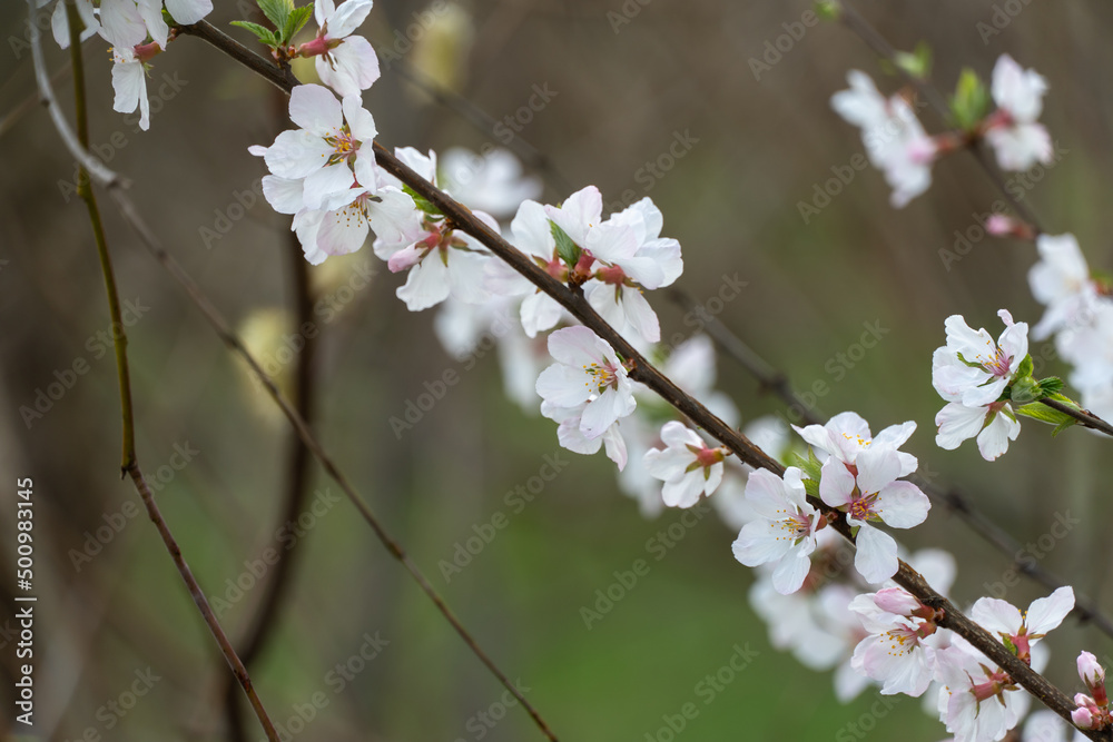 Сherry blossoms during spring season in the garden. Beautiful branches of white flowers and young green leaves on fruit tree in sunny day. Flora pattern nature texture background. Сherry blossoms during spring season in the garden. Beautiful branches of white flowers and young green leaves on fruit tree in sunny day. Flora pattern nature texture background.