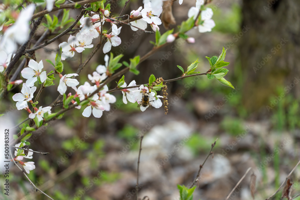 Honey bee on cherry blossoms in spring season in the garden. Insect collect nectar and spread pollen. Apiculture. Branches of white flowers and young green leaves on fruit tree in sunny day. Honey bee on cherry blossoms in spring season in the garden. Insect collect nectar and spread pollen. Apiculture. Branches of white flowers and young green leaves on fruit tree in sunny day.