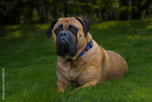 2022-04-24 CLOSE UP PORTRAIT OF A MATURE BULLMASTIFF LYING ON LUSH GREEN LAWN WITH BRIGHT EYES AND A COLORED COLLAR ON MERCER ISLAND WASHINGTON