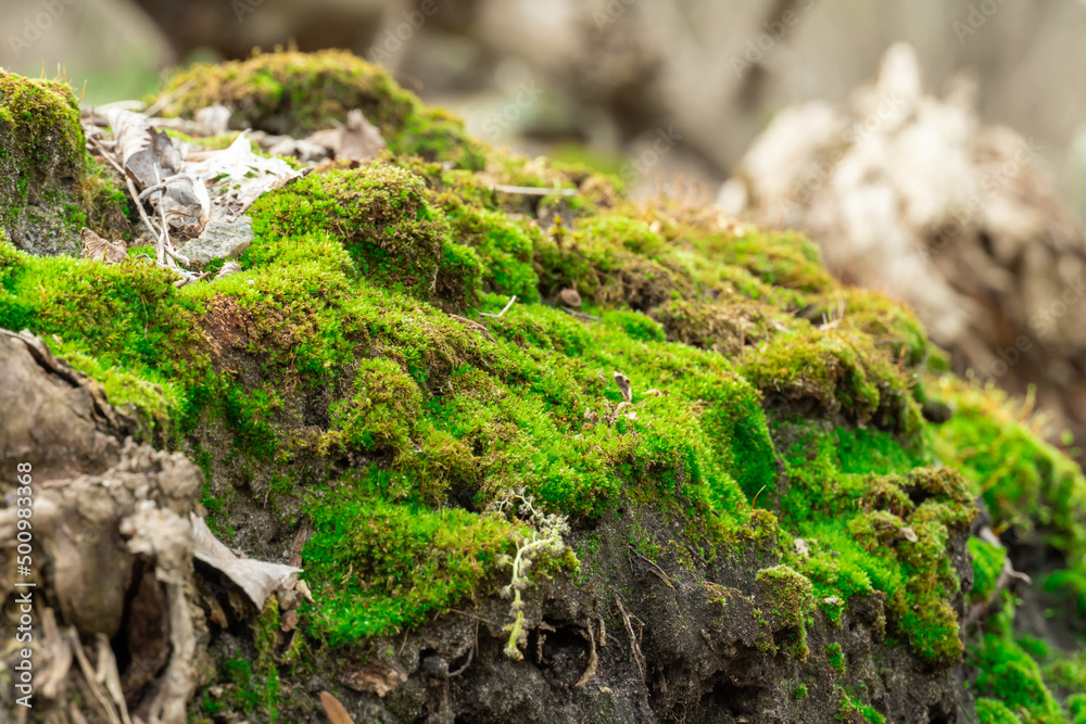 green-young-moss-in-nature-beautiful-grass-grows-in-the-forest-mound