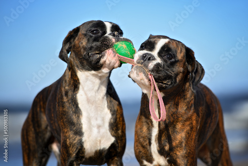two boxer dogs holding a ball together, playing tug of war