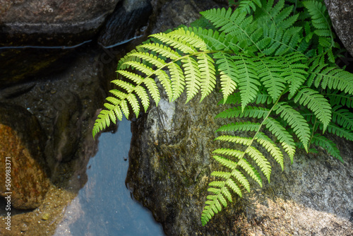 Riverbed in a Himalyan rainforest with a pair of fern