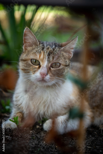 Stunning cat portraits of outdoors living cats near Yambol, Bulgaria