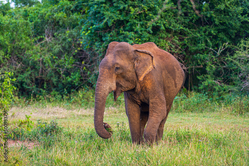 Elephants in the National Park