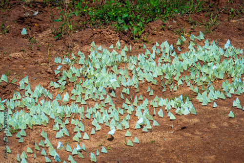 Butterflies in the Yala National Park, Sri Lanka