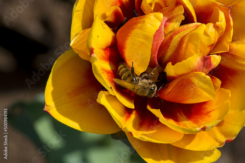 A wonderful close up shot of a bee worker pollinating a beautiful flower near Yambol, Bulgaria and thus saving the world
