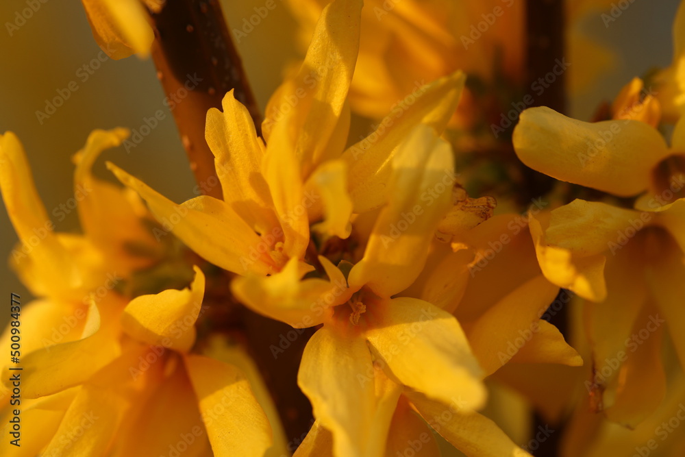 Bouquet of yellow daffodil flowers in full bloom closeup Bouquet of yellow daffodil flowers in full bloom closeup