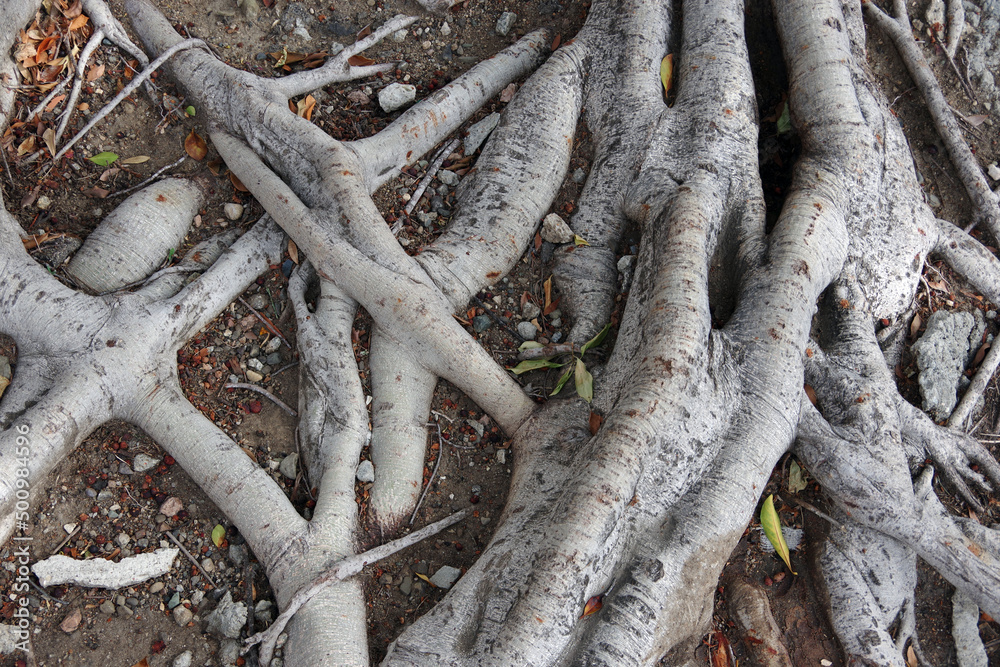 Wide strong roots system of a ficus Benjamin street tree in a city in California 