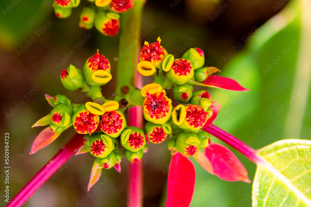 Detail red flower called in Guatemala Pascua, used to decorate at Christmas parties, outdoor organic plant. Euphorbia pulcherrima. Detail red flower called in Guatemala Pascua, used to decorate at Christmas parties, outdoor organic plant. Euphorbia pulcherrima.