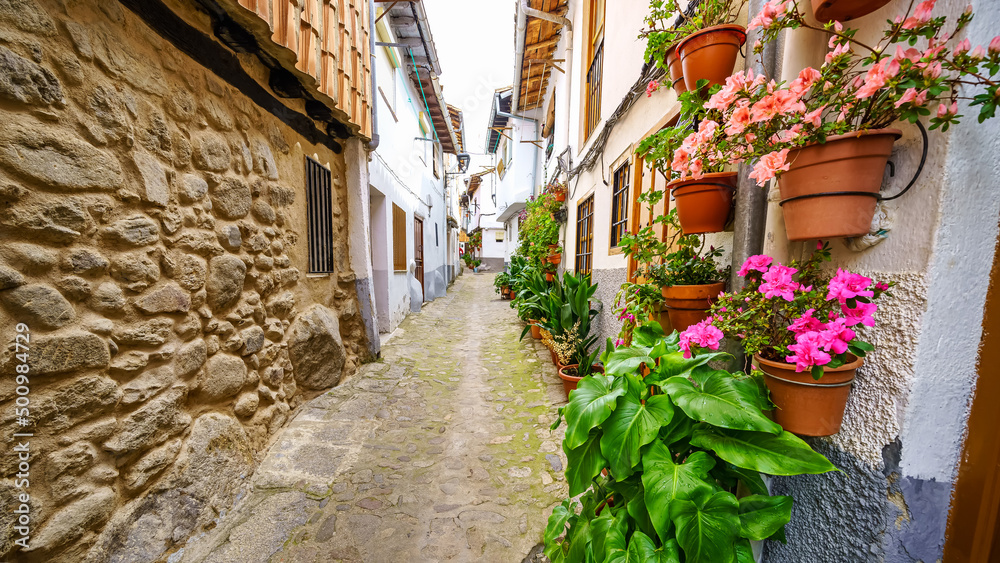 Narrow alley full of pots with plants and flowers on the walls, Hervas, Caceres.