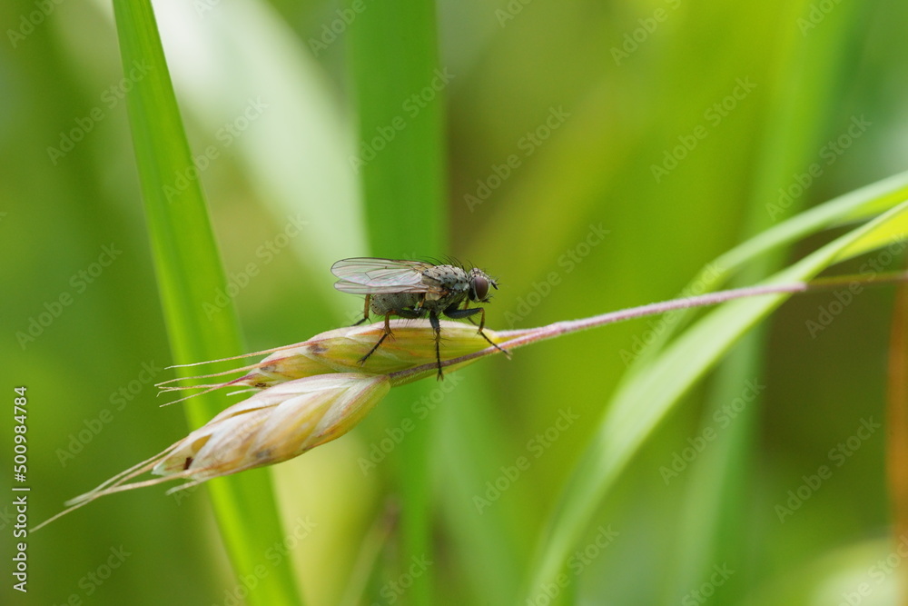 macro de mouche macro de mouche