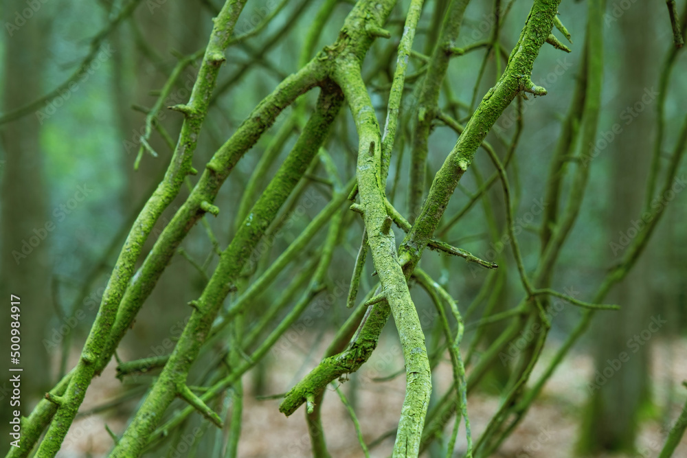 branches with green lichens in the forest branches with green lichens in the forest