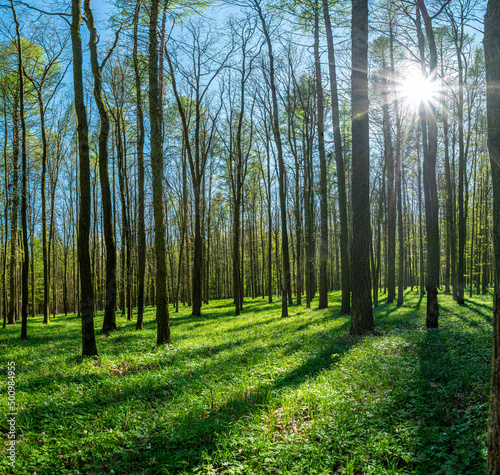 Beautiful spring forest with green grass and direct sun with rays