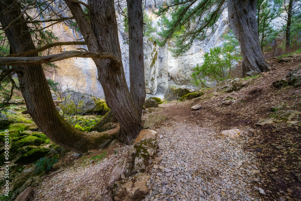 Enchanted forest landscape with path among the trees in a mysterious environment. Enchanted forest landscape with path among the trees in a mysterious environment.