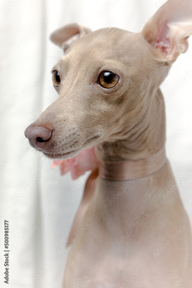 Portrait of Pure breed Italian greyhound dog with roses