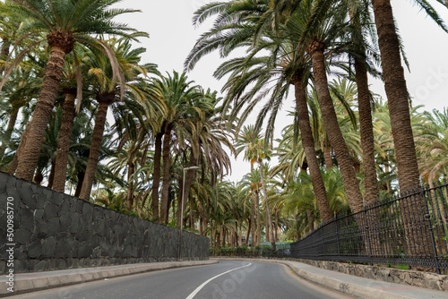 Beautiful view of new road among many palms on Island © Yuliia