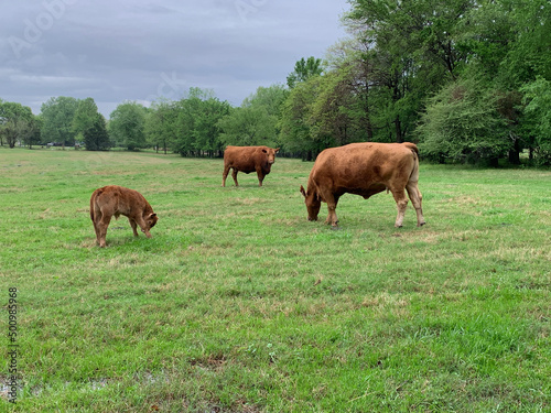 Cows and calf in a pasture, grazing